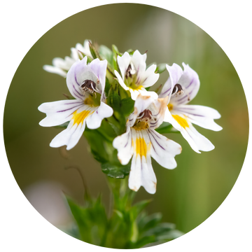Eyebright