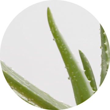 Organic Aloe