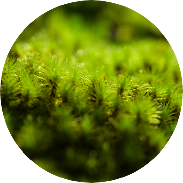 HerbalHydrate