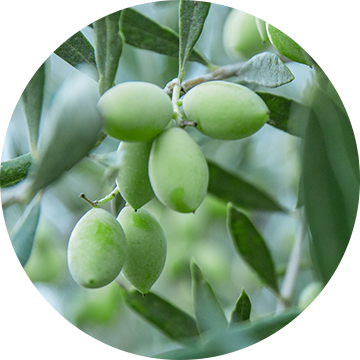 Kakadu Plum Seed Oil