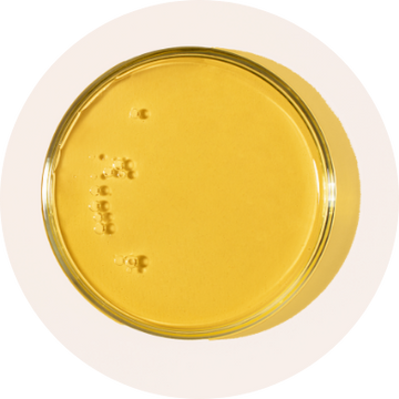 Mango Seed Oil