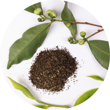 White Tea Leaf Extract