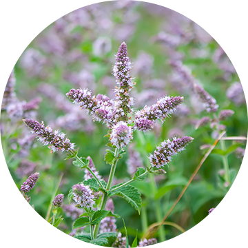 Wild Mint Leaf Extract