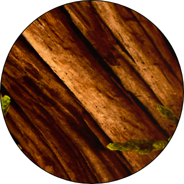 Japanese Hinoki