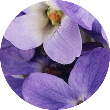 Violet Leaf