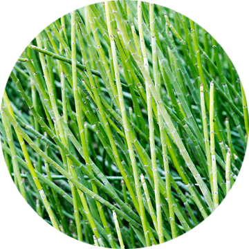 Candelilla Wax