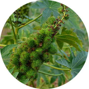 Castor Seed Oil 