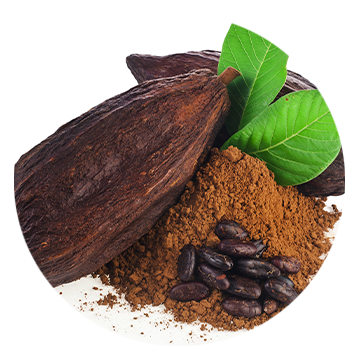 Organic Cocoa Seed Butter
