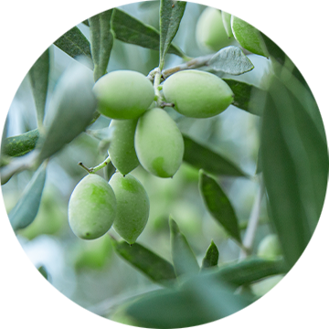 Kakadu Plum Extract