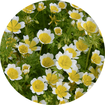 Meadowfoam Seed Oil