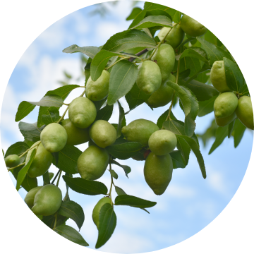 Organic Jojoba Oil 